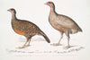 1. Lady North’s Polplectron, Pectrophora (Polyplectron) Northiæ; 2. Dotted Partridge, Perdix punctulata.