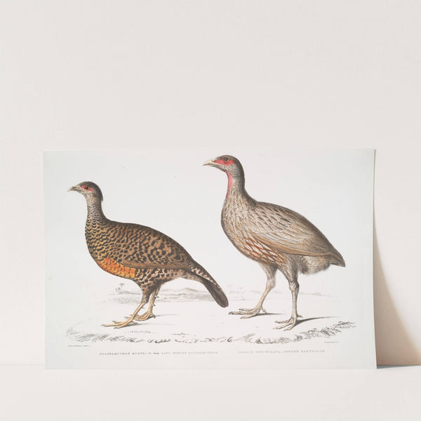1. Lady North's Polplectron, Pectrophora (Polyplectron) Northiæ; 2. Dotted Partridge, Perdix punctulata. by John Edward Gray