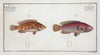 1. Lutianus videns, The Double-tooth; 2. Lutianus notatus, The spotted Lutian.
