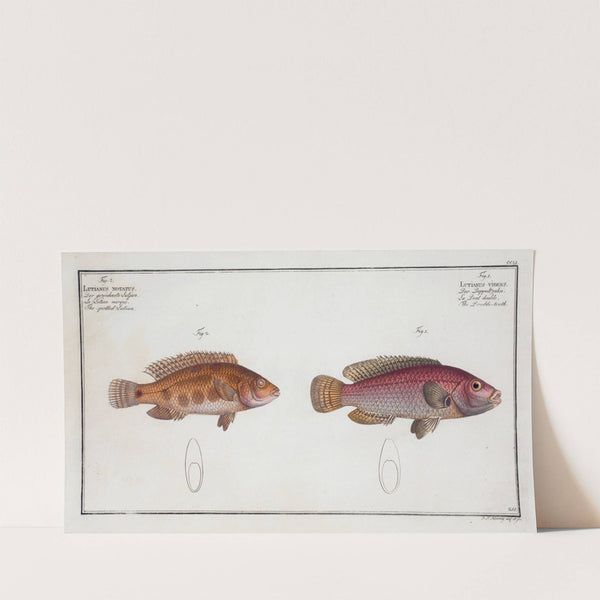 1. Lutianus videns, The Double-tooth; 2. Lutianus notatus, The spotted Lutian. (1785-1797) by Marcus Elieser Bloch
