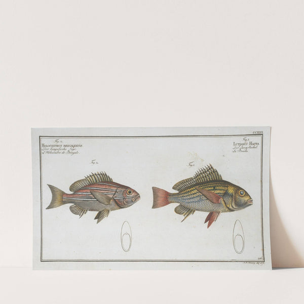 1. Lutjanus Hasta; 2. Holocentrus bengalensis. (1785-1797) by Marcus Elieser Bloch