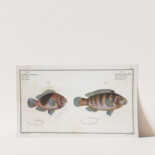 1. Lutjanus Rupestris, The Goldsinny; 2. Lutjanus Ephippium, The Saddle. (1785-1797) by Marcus Elieser Bloch