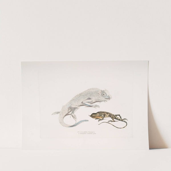 1. Macgregor's Lyre Headed Lizard, Lyriocephalus Macgregorii; 2. Stoddart's Unicorn Lizard, Ceratophora Stoddartii. Ceylon. by John Edward Gray