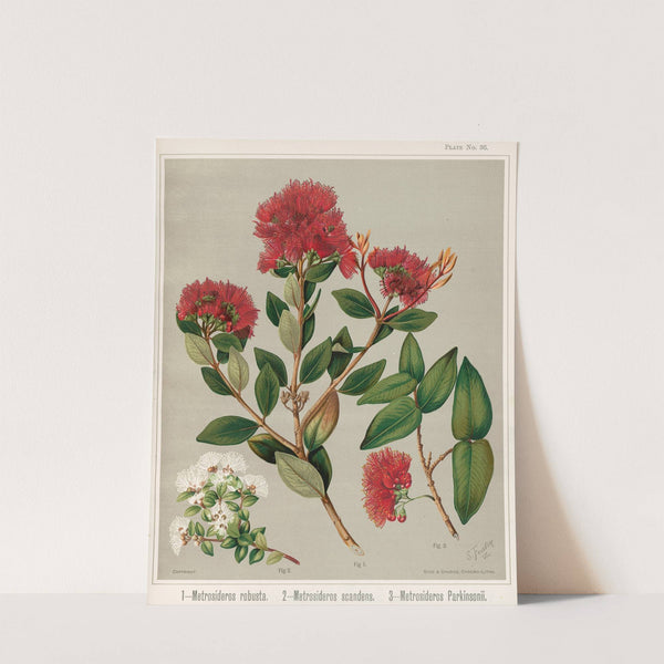 1 - Metrosideros robusta. 2 - Metrosideros scandens 3 - Metrosideros parkinsonii. Plate 36 by Sarah Featon