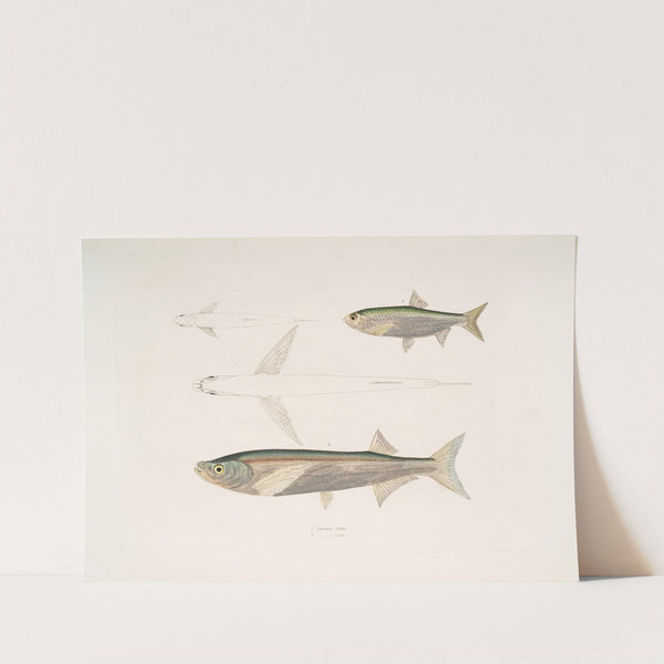 1. Morar Carp, Cyprinus Morar; 2. Cora Carp, Cyprinus Cora. by John Edward Gray