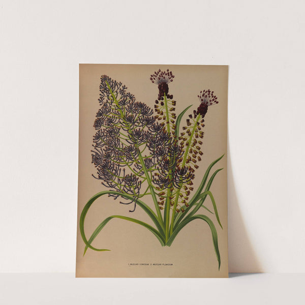 1.Muscari Comosum 2. Muscari Plumosum (1872-1881) by Arentina Hendrica Arendsen
