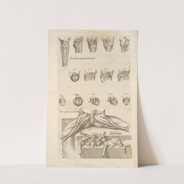 1. Musculorum laringis quartuordecim figurç - 2. De musculis peni peculiaribus by Thomas Geminus