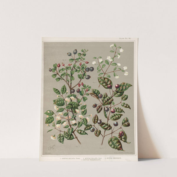 1. Myrtus bullata, Flower. 2. Myrtus bullata, Fruit. 3. Myrtus obcordata. 4. Myrus pendunculata. Plate 38 by Sarah Featon