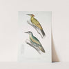 1. Nepaul Woodpecker, Picus Nepaulensis; 2. Moustache Woodpecker, Picus barbatus. by John Edward Gray