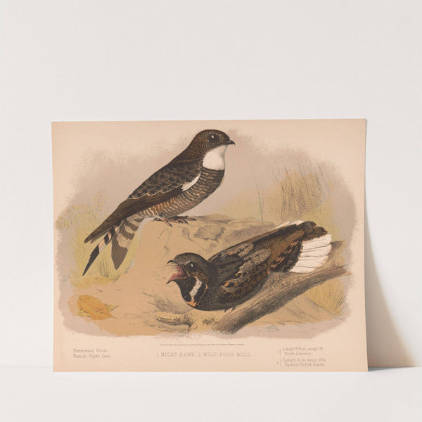 1. Night hawk. 2. Whip-poor-will (1874) by Louis Prang & Co.