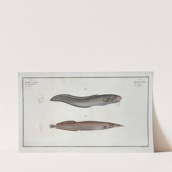 1. Ophidium Barbatum; 2. Ophidium aculeatum. (1785-1797) by Marcus Elieser Bloch
