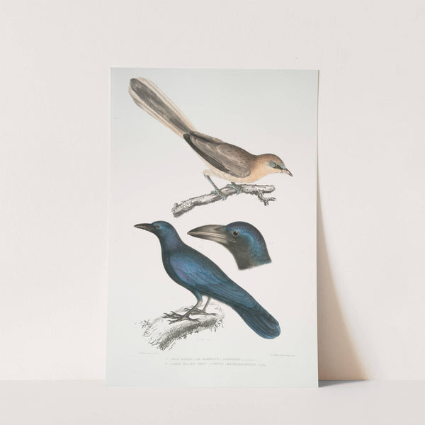 1. Pale Eared Jay, Garrulus albifrons; 2. Large Billed Crow, Corvus macrorhynchus. by John Edward Gray