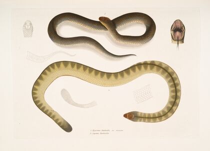 1. Penang Hypserina, Hypserina Hardwickii; 2. Hardwicke’s Short Sea Snake, Lapemis Hardwickii.