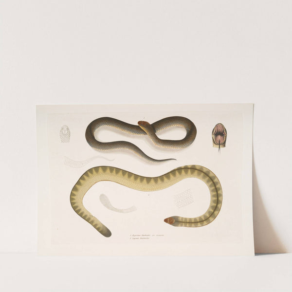 1. Penang Hypserina, Hypserina Hardwickii; 2. Hardwicke's Short Sea Snake, Lapemis Hardwickii. by John Edward Gray
