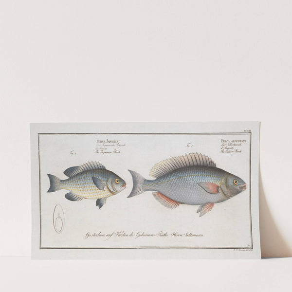 1. Perca argentata, The Silver-Perch; 2. Perca Japonica, The Japanese Perch. (1785-1797) by Marcus Elieser Bloch