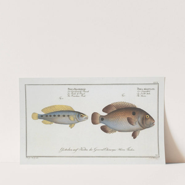 1. Perca bimaculata, The Acara; 2. Perca Brasiliensis, The Brasilian Perch. (1785-1797) by Marcus Elieser Bloch