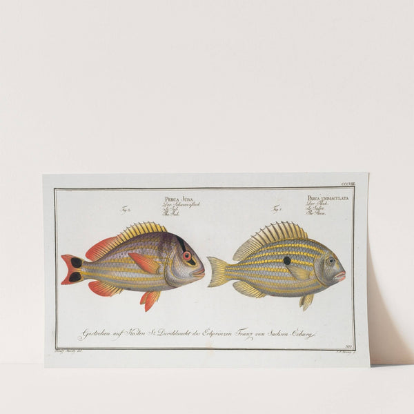 1. Perca unimaculata, The Pacu; 2. Perca Juba, The Jub. (1785-1797) by Marcus Elieser Bloch