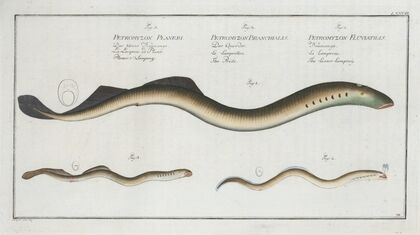 1. Petromyzon Fluviatilis, The Lesser Samprey; 2. Petromyzon Branchialis, The Pride;