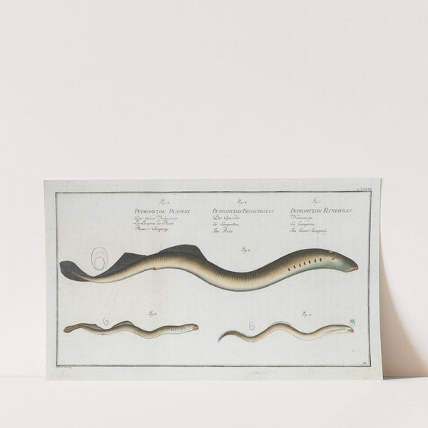 1. Petromyzon Fluviatilis, The Lesser Samprey; 2. Petromyzon Branchialis, The Pride; (1785-1797) by Marcus Elieser Bloch