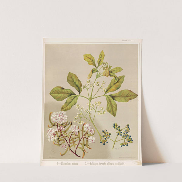 1. - Phebalium nudum. 2. - Melicope ternata (flower and fruit.) Plate 17 by Sarah Featon