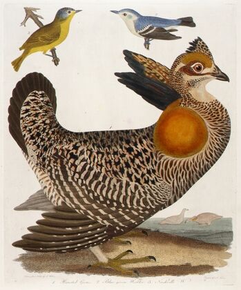 1. Pinnated Grous. 2. Blue-Green Warbler. 3. Nashville W., from the book — size preview