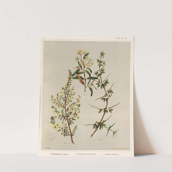 1. Pomaderris, New Species. 2. Pomaderris phylicifolia. 3. Discaria toumatou. Plate 21 by Sarah Featon