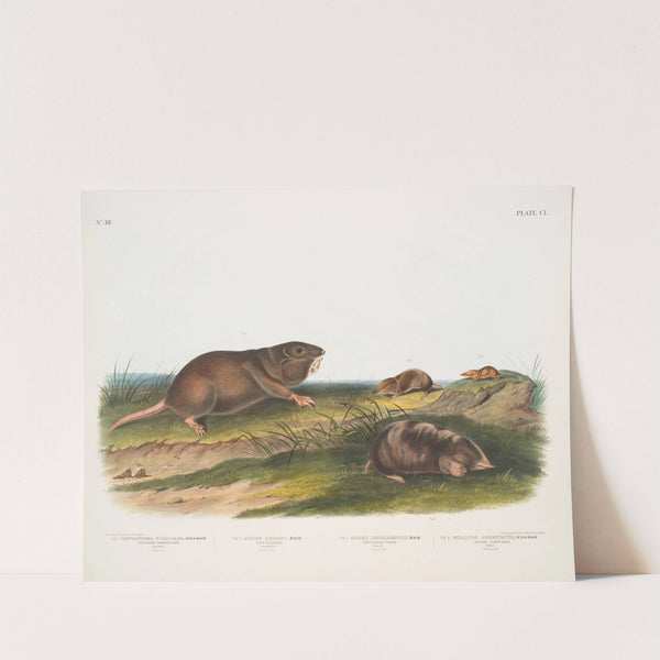 1. Pseudostoma Floridana, Southern Pouched Rat 2. Sorex Dekayi, Dekay’s Shrew (1845-1848) by John Woodhouse Audubon