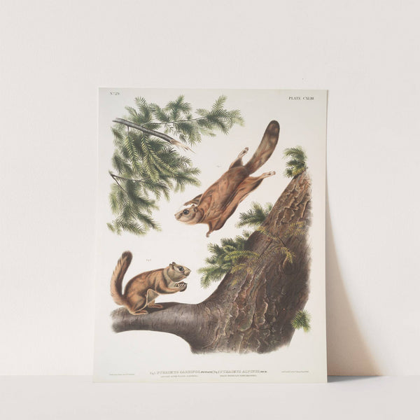 1. Pteromys sabrinus, Severn River Flying Squirrel; 2. Pteromys alpinus, Rocky Mountain Squirrel. (1845-1848) by John Woodhouse Audubon