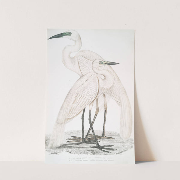 1. Pure White Heron, Ardea modesta; 2. Black Billed Heron, Ardea nigrirostris. by John Edward Gray