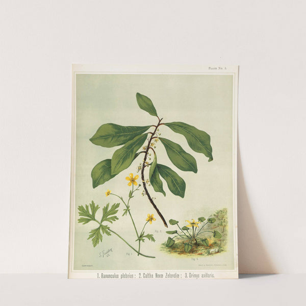 1. Ranunculus plebeius 2. Caltha novae zelandiae 3. Drimys axillaris. Plate 5 by Sarah Featon
