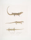 1. Red Bellied Tiliqua. Tiliqua rubriventris; 2. Beautiful Tiliqua, Tiliqua pulchra.