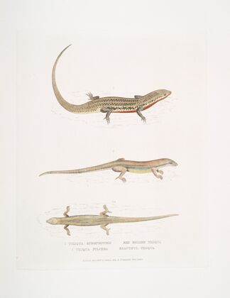 1. Red Bellied Tiliqua. Tiliqua rubriventris; 2. Beautiful Tiliqua, Tiliqua pulchra.