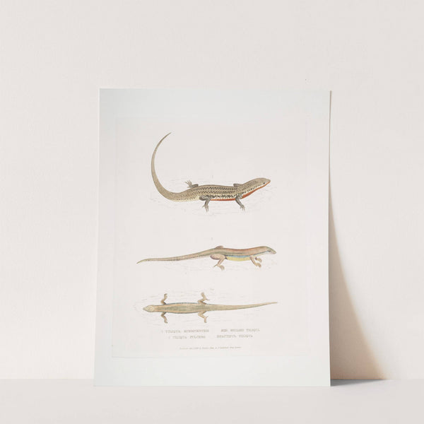 1. Red Bellied Tiliqua. Tiliqua rubriventris; 2. Beautiful Tiliqua, Tiliqua pulchra. by John Edward Gray