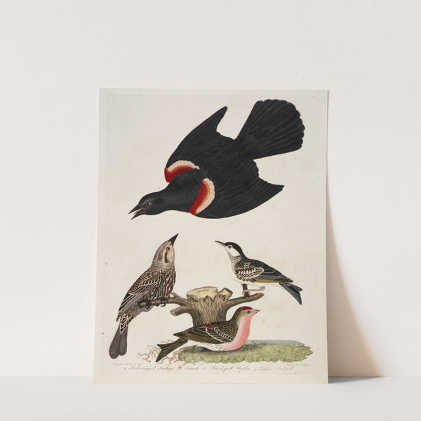 1. Red-winged Starling. 2. Female. 3. Black-poll Warbler. 4. Lesser Red-poll by Alexander Lawson