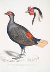 1. Rufous Tailed Crested Pheasant,, Euplocomus erythrothalmus; 2. Head of Silver Crested Pheasant,, Euplocomus Nycthemerus.