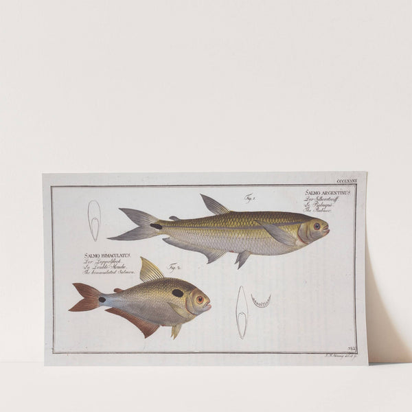 1. Salmo argentinus, The Piabuco; 2. Salmo bimaculatus, The bimaculated Salmon. (1785-1797) by Marcus Elieser Bloch