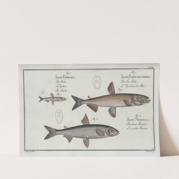 1. Salmo Eperlano-marinus, The Smelt; 2. Salmo Eperlanus, The Lesser Smelt; 3. Salmo Marænula, The Small Maræne. by Marcus Elieser Bloch