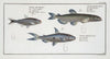 1. Salmo groenlandicus, The Capelan; 2. Salmo melanurus, The tail-spotted Salmon; 3. Salmo unimaculatus, The Curimate.