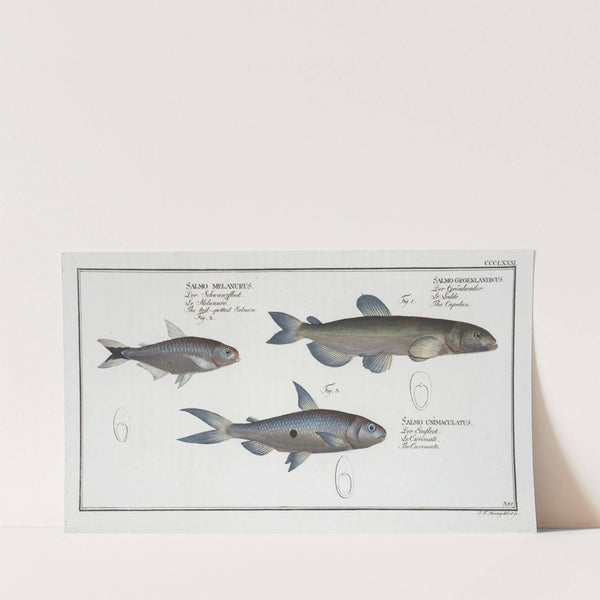1. Salmo groenlandicus, The Capelan; 2. Salmo melanurus, The tail-spotted Salmon; 3. Salmo unimaculatus, The Curimate. (1785-1797) by Marcus Elieser Bloch