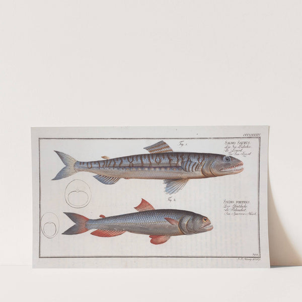 1. Salmo Saurus, The Sea-Lizard; 2. Salmo foetens, Sea-Sparrow-Hawk. (1785-1797) by Marcus Elieser Bloch