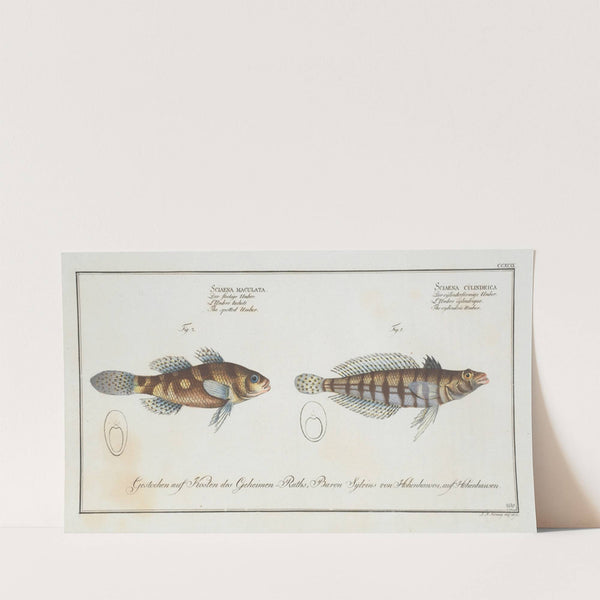 1.Sciaena cylindrica, The cylindric Umber; 2. Sciaena maculata, The spotted Umber. (1785-1797) by Marcus Elieser Bloch