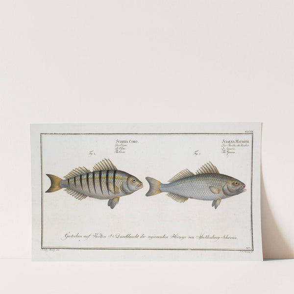 1. Sciaena Mauritii, The Guaru; 2. Sciaena Coro, The Coro. (1785-1797) by Marcus Elieser Bloch