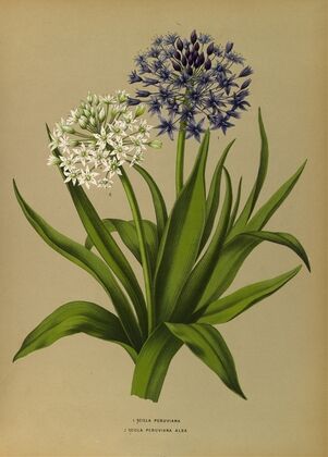 1 Scilla Peruviana 2.Scilla Peruviana Alba (1872-1881)