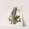 1. Sciurus Fremonsii, Fremont’s Squirrel. Natural size; 2. Sciurus fuliginosus, Sooty Squirrel. Natural size. (1845-1848) by John Woodhouse Audubon