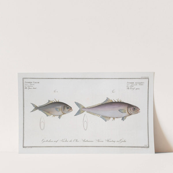 1. Scomber aculeatus, The Cross-spine; 2. Scomber Calcar, The Spur-back. (1785-1797) by Marcus Elieser Bloch