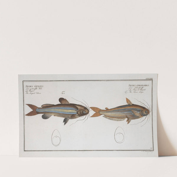 1. Silurus atherinoides, The Silver stripe; 2. Silurus vittatus, The striped Silure. (1785-1797) by Marcus Elieser Bloch