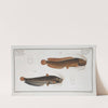 1. Silurus batrachus, The Toeli; 2. Silurus fossilis, The muddy Silure. (1785-1797) by Marcus Elieser Bloch
