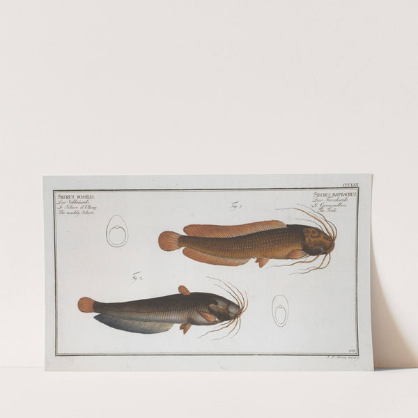 1. Silurus batrachus, The Toeli; 2. Silurus fossilis, The muddy Silure. (1785-1797) by Marcus Elieser Bloch