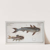 1. Silurus Nodosus, The knotty Silure; 2. Silurus Quadrimaculatus, The four spotted Silure. (1785-1797) by Marcus Elieser Bloch