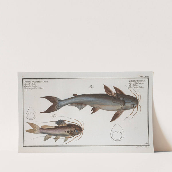 1. Silurus Nodosus, The knotty Silure; 2. Silurus Quadrimaculatus, The four spotted Silure. (1785-1797) by Marcus Elieser Bloch